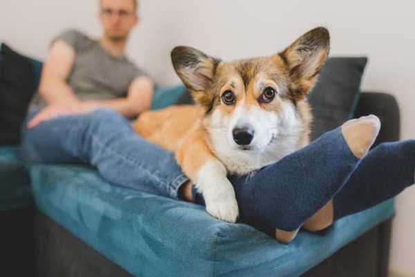 hamoonpet.com