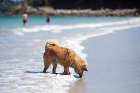 hamoonpet.com
