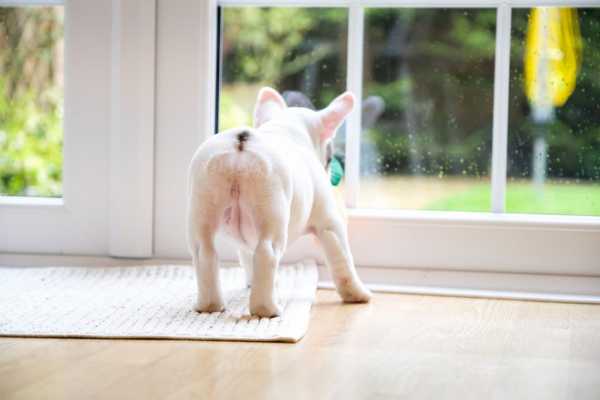 hamoonpet.com