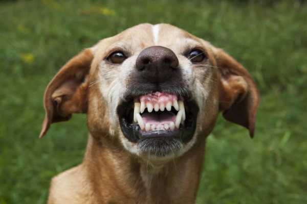 hamoonpet.com